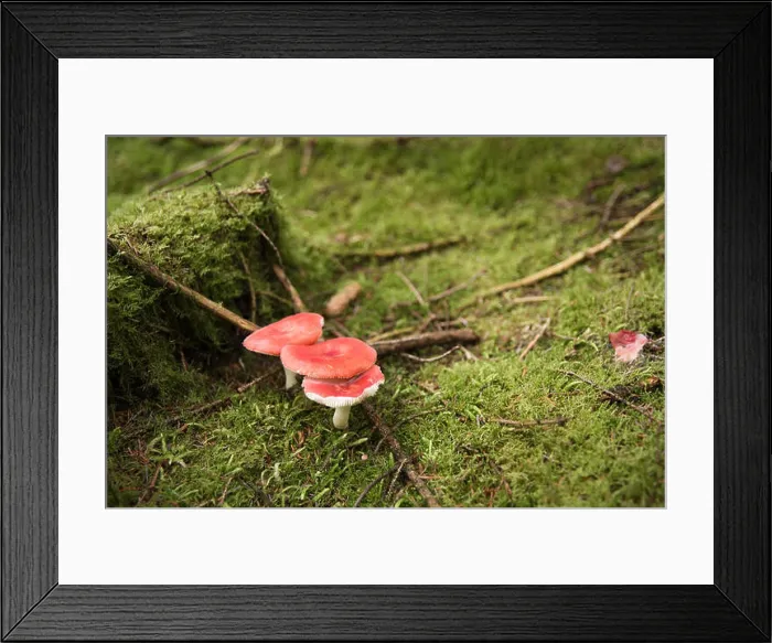 Framed Print : Red mushrooms surrounded by moss in a dense forest in Ireland Framed Print : Red mushrooms surrounded by moss in a dense forest in Ireland