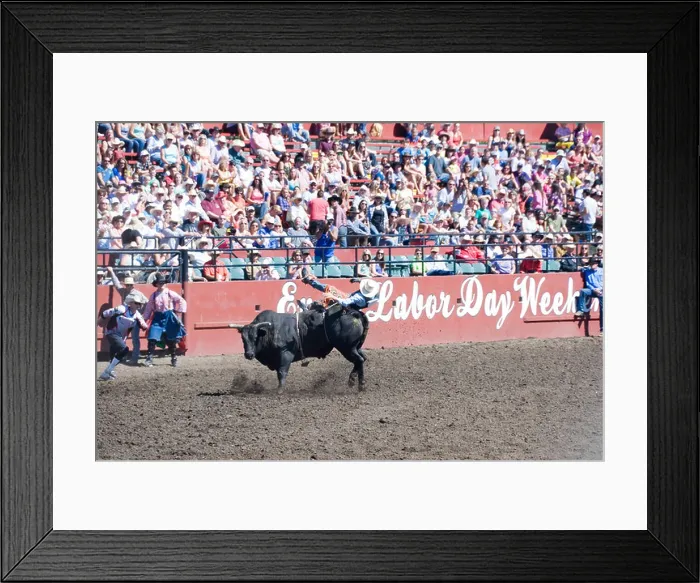 Framed Print : Cowboy is thrown by raging bull, Ellensburg Rodeo, Labour Day Weekend, Washington, USA Framed Print : Cowboy is thrown by raging bull, Ellensburg Rodeo, Labour Day Weekend, Washington, USA