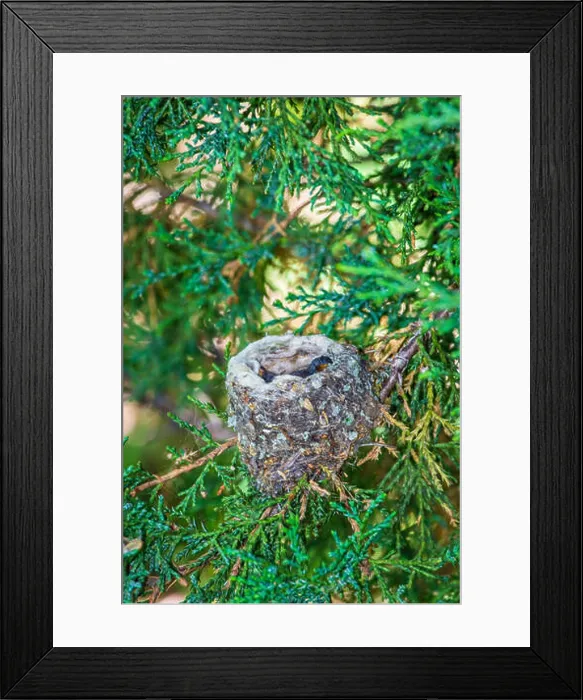 Framed Print : One week old Broadtailed hummingbirds sleeping in their nest in Rocky Mountain Juniper tree Framed Print : One week old Broadtailed hummingbirds sleeping in their nest in Rocky Mountain Juniper tree