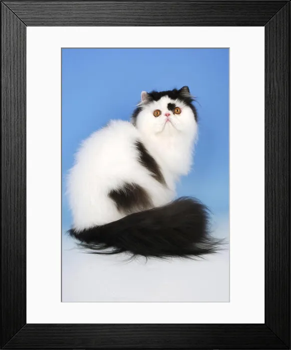 Framed Print : bi-coloured, black and white persian cat, sitting Framed Print : bi-coloured, black and white persian cat, sitting