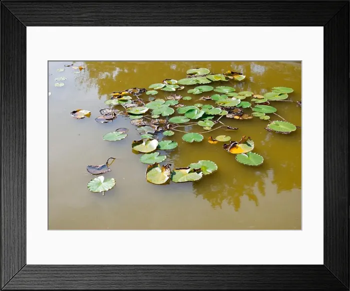 Framed Print : Marsh plants. Vegetation on the surface of the swamp. Background Framed Print : Marsh plants. Vegetation on the surface of the swamp. Background