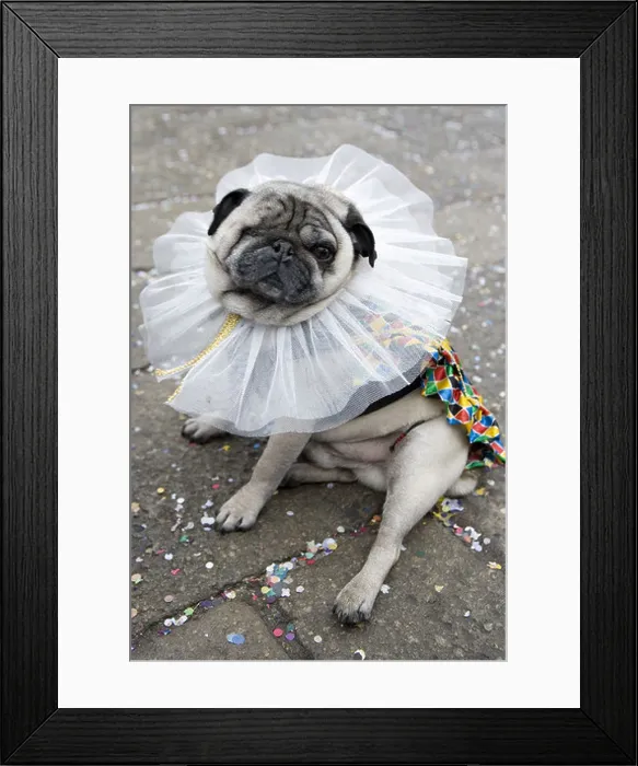 Framed Print : Domestic Dog, Pug, adult, dressed in fancy dress costume for carnival, Venice, Veneto, Italy, february Framed Print : Domestic Dog, Pug, adult, dressed in fancy dress costume for carnival, Venice, Veneto, Italy, february