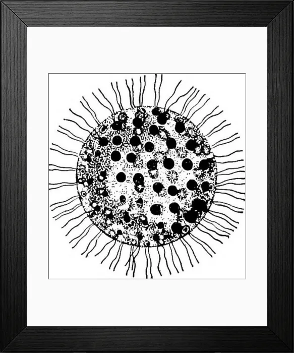 Framed Print : Fresh-water biology. Freshwater biology Framed Print : Fresh-water biology. Freshwater biology