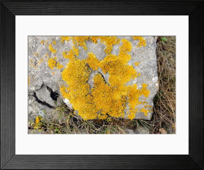 Framed Print : Crustose lichen on rock Framed Print : Crustose lichen on rock