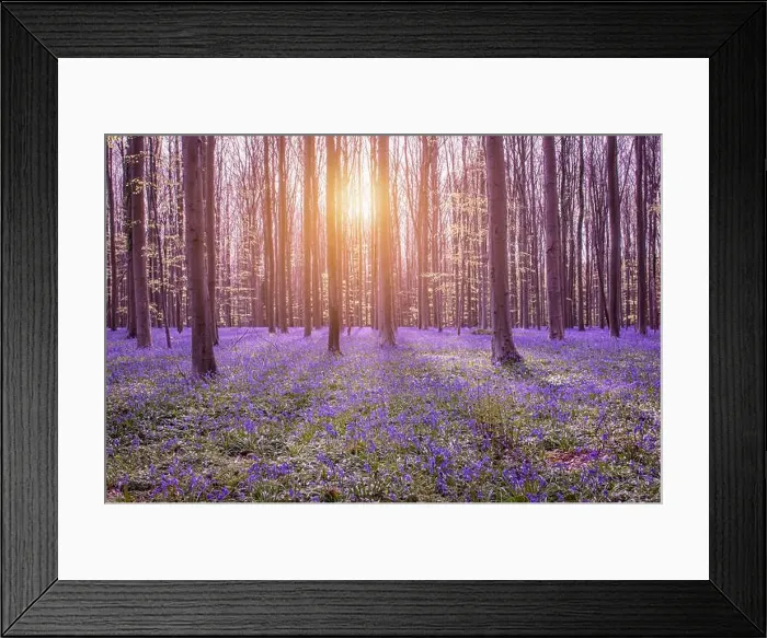 Framed Print : Beautiful spring forest with bluebells Framed Print : Beautiful spring forest with bluebells