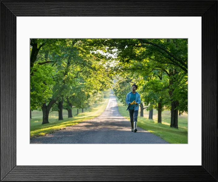 Framed Print : A man walking down a tree lined path Framed Print : A man walking down a tree lined path