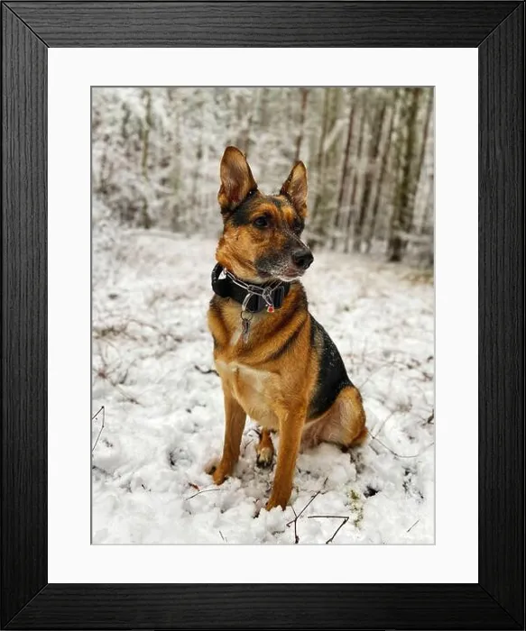 Framed Print : A mixed-breed dog between German shepherd and Labrador Retriever is sitting in a forest with snow Framed Print : A mixed-breed dog between German shepherd and Labrador Retriever is sitting in a forest with snow