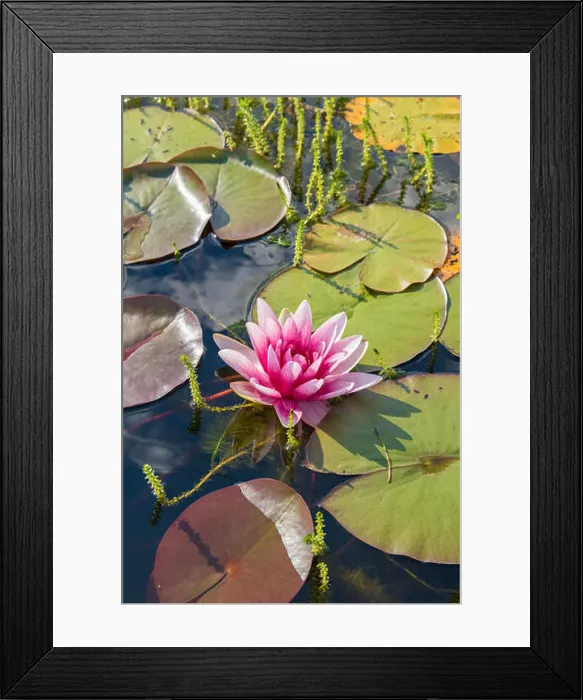 Framed Print : Beautiful pink water lily. HDR Photo Framed Print : Beautiful pink water lily. HDR Photo