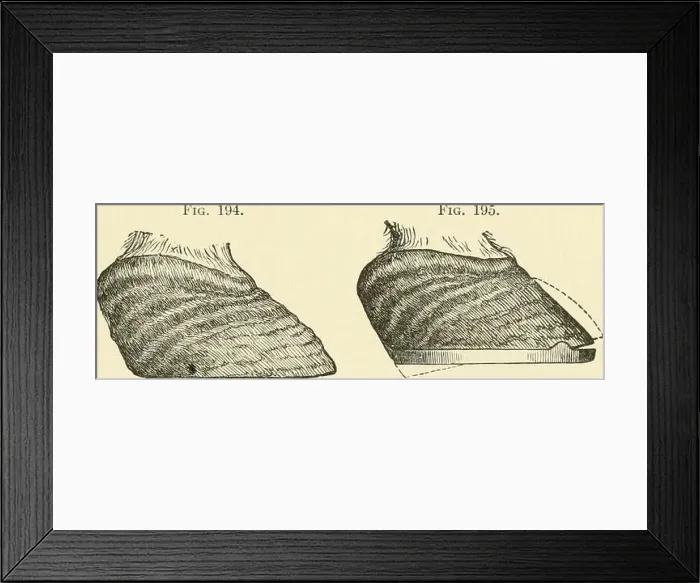 Framed Print : A text-book of horseshoeing, for horseshoers and veterinarians Framed Print : A text-book of horseshoeing, for horseshoers and veterinarians