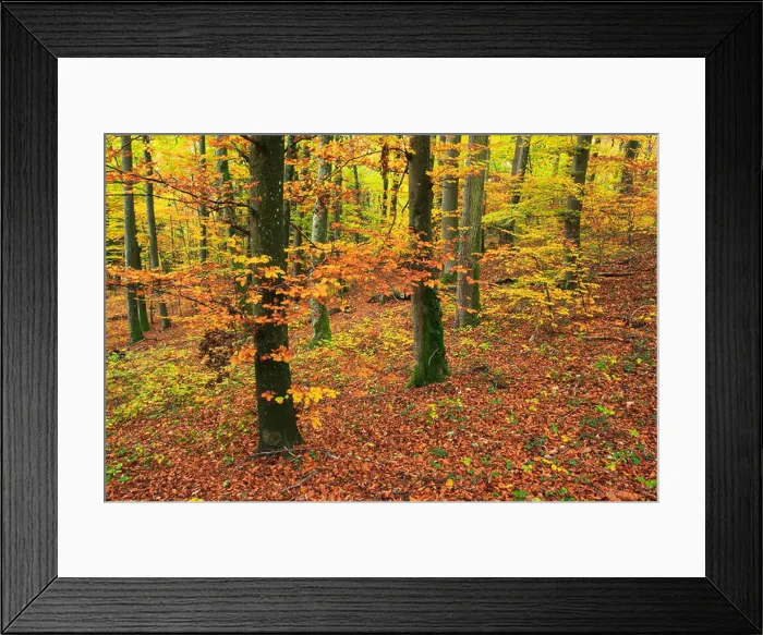 Framed Print : common beech (Fagus sylvatica), beech wood in autumn, Switzerland Framed Print : common beech (Fagus sylvatica), beech wood in autumn, Switzerland