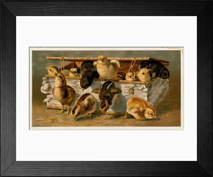 Framed Print : Dash for liberty, Chickens. Louis Prang & Company Collection Framed Print : Dash for liberty, Chickens. Louis Prang & Company Collection
