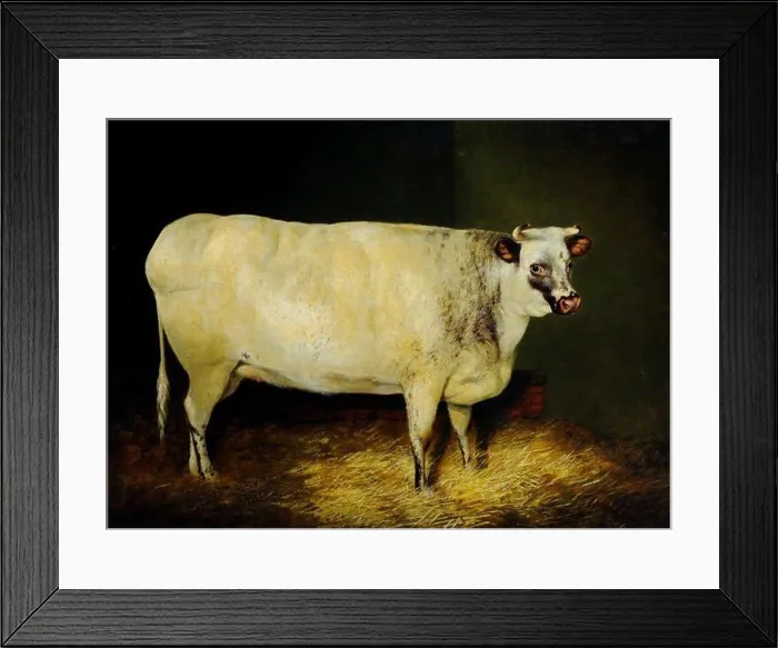 Framed Print : A painting of a White Shorthorn Heifer Framed Print : A painting of a White Shorthorn Heifer
