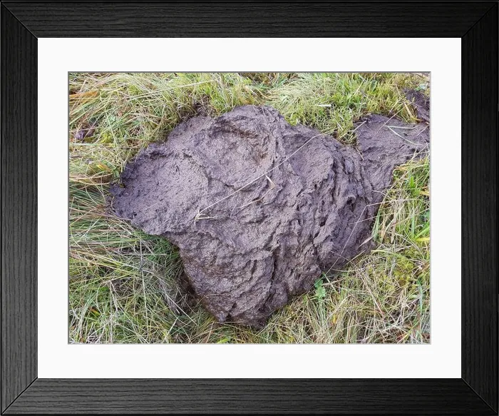 Framed Print : Kuhfladen, Kuhmist, Kuhdung Framed Print : Kuhfladen, Kuhmist, Kuhdung