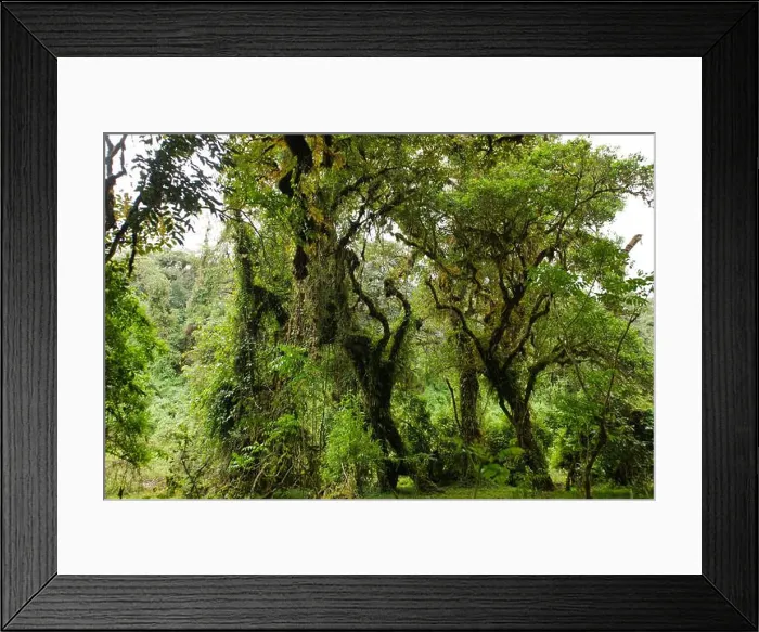 Framed Print : Harenna Forest woodland cloud forest in Bale Mountains National Park Framed Print : Harenna Forest woodland cloud forest in Bale Mountains National Park