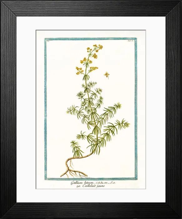 Framed Print : Old illustration of Gallium luteum (Galium verum). By G. Bonelli on Hortus Romanus, publ. N. Martelli, Rome, 1772 – 93 Framed Print : Old illustration of Gallium luteum (Galium verum). By G. Bonelli on Hortus Romanus, publ. N. Martelli, Rome, 1772 – 93