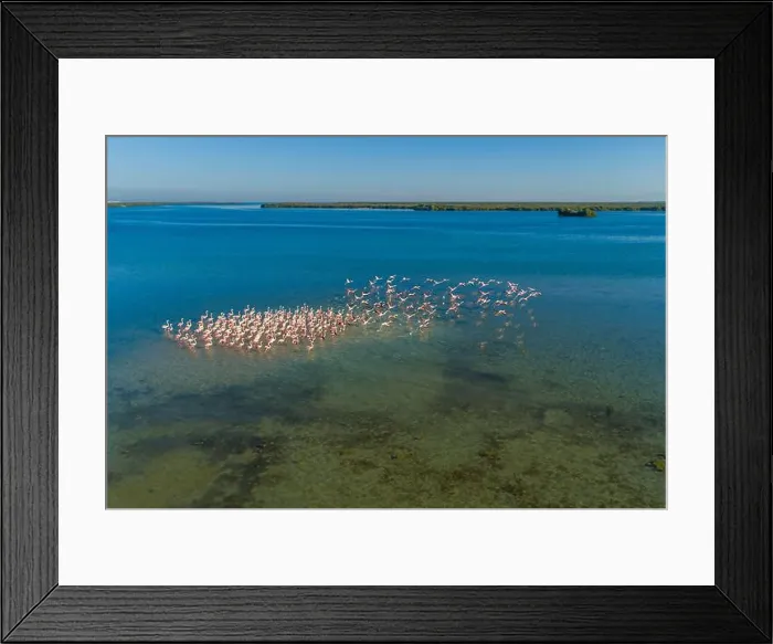 Framed Print : Aerial view of pink flamingo at Mangrove Beach in marshland in Umm al-Quwain, United Arab Emirates Framed Print : Aerial view of pink flamingo at Mangrove Beach in marshland in Umm al-Quwain, United Arab Emirates