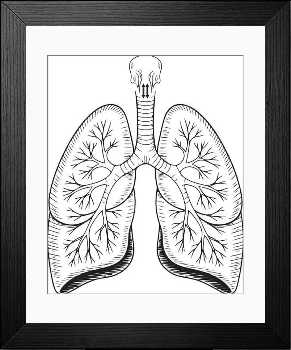 Framed Print : Detailed Human Lungs Illustration – Respiratory System Anatomy Diagram Framed Print : Detailed Human Lungs Illustration – Respiratory System Anatomy Diagram