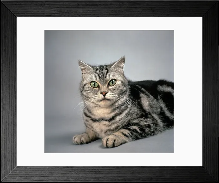 Framed Print : British Shorthair - black tabby