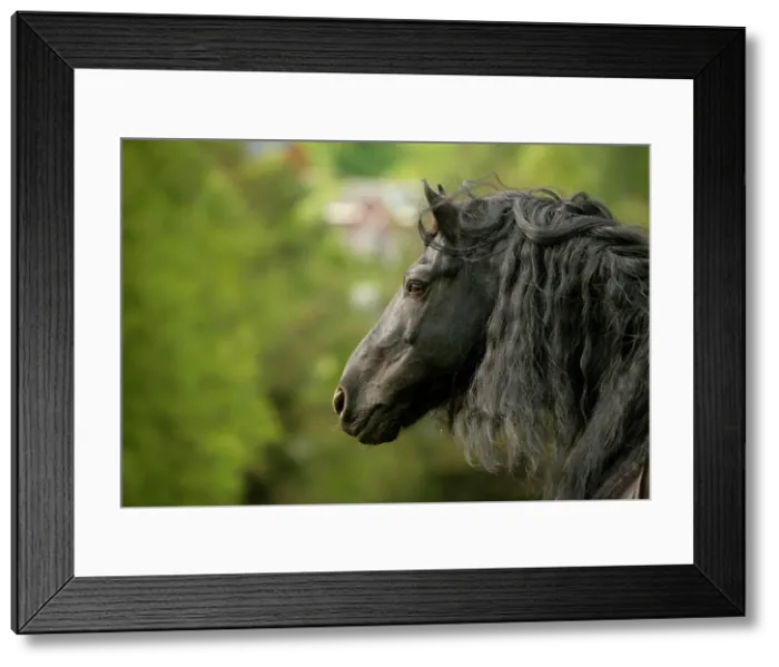 Framed Print : Friesian horse (Equus przewalskii f. caballus), portrait