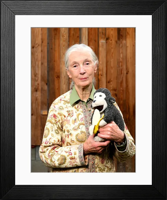 Framed Print : Jane Goodall, Anthropologist stands with her stuffed monkey Mr H Framed Print : Jane Goodall, Anthropologist stands with her stuffed monkey Mr H