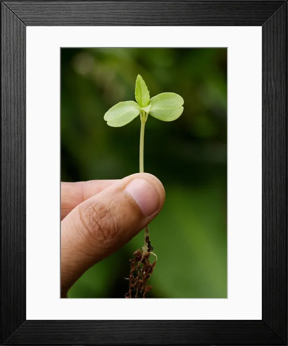 Framed Print : Holding a sapling Framed Print : Holding a sapling