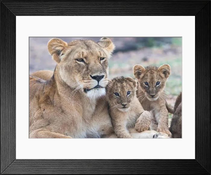 Framed Print : Lioness with two cubs fondling and two cubs looking in to the camera, Masai Mara, Kenya, Africa Framed Print : Lioness with two cubs fondling and two cubs looking in to the camera, Masai Mara, Kenya, Africa