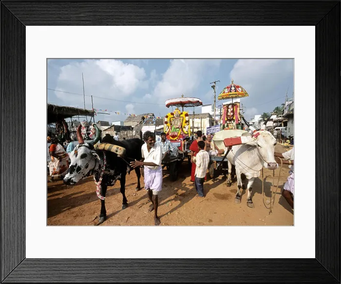 Framed Print : Masi magma festival at vaithi in Pondicherry ; Tamil Nadu ; India NOMR Framed Print : Masi magma festival at vaithi in Pondicherry ; Tamil Nadu ; India NOMR