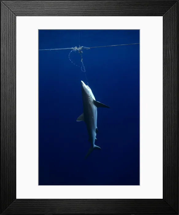 Framed Print : Grey Reef shark caught underwater on longline by commercial fishermen by Matt Harris Framed Print : Grey Reef shark caught underwater on longline by commercial fishermen by Matt Harris