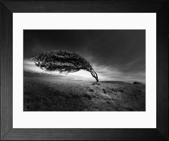 Framed Print : Windswept tree at Cuckmere Haven, near Seaford, East Sussex Framed Print : Windswept tree at Cuckmere Haven, near Seaford, East Sussex