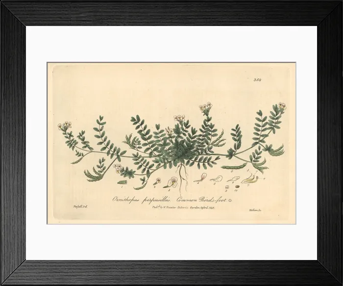 Framed Print : Common bird's foot, Ornithopus perpusillus Framed Print : Common bird's foot, Ornithopus perpusillus