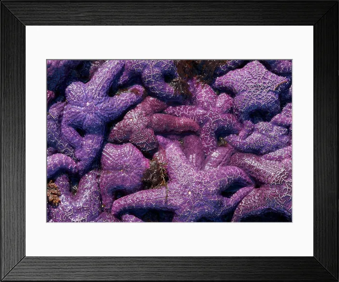 Framed Print : Purple Sea Star, Ochre Sea Star (Pisaster ochraceus) Framed Print : Purple Sea Star, Ochre Sea Star (Pisaster ochraceus)