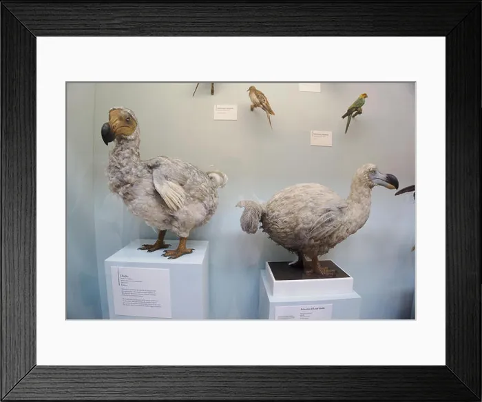 Framed Print : Extinct specimens of Mauritius Dodo Framed Print : Extinct specimens of Mauritius Dodo