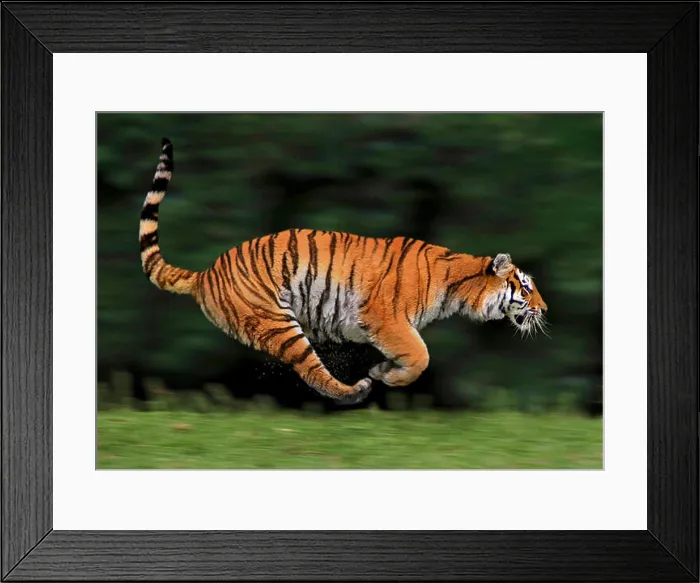 Framed Print : tiger (Panthera tigris), lateral running, action Framed Print : tiger (Panthera tigris), lateral running, action