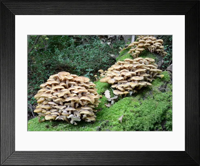 Framed Print : Armillaria mellea (honey fungus) Framed Print : Armillaria mellea (honey fungus)