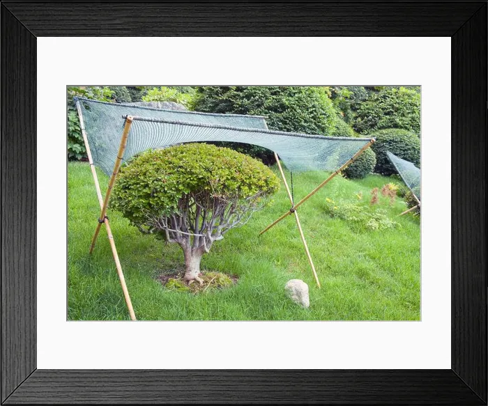 Framed Print : Textile shading netting mesh over dwarf bonsai tree for sun and weather protection and in japanese garden Framed Print : Textile shading netting mesh over dwarf bonsai tree for sun and weather protection and in japanese garden