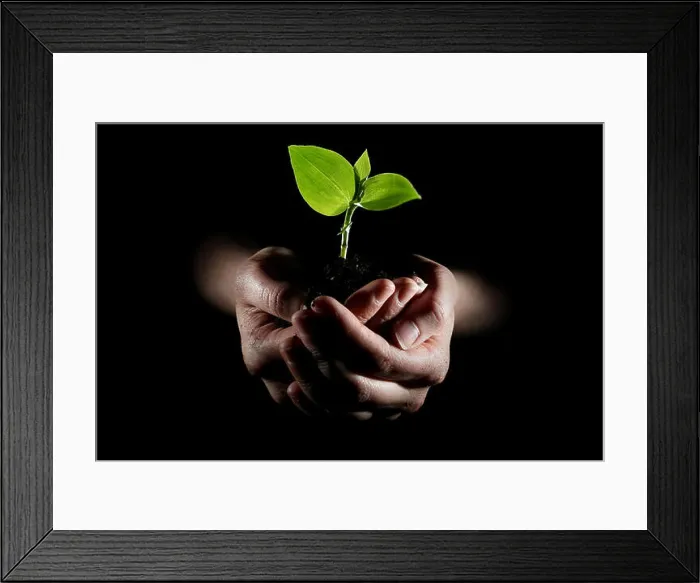 Framed Print : Hands holding young plant Framed Print : Hands holding young plant