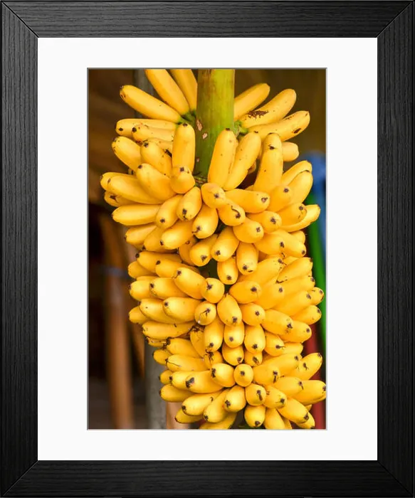 Framed Print : Banana tree with a bunch of ripe yellow bananas Framed Print : Banana tree with a bunch of ripe yellow bananas