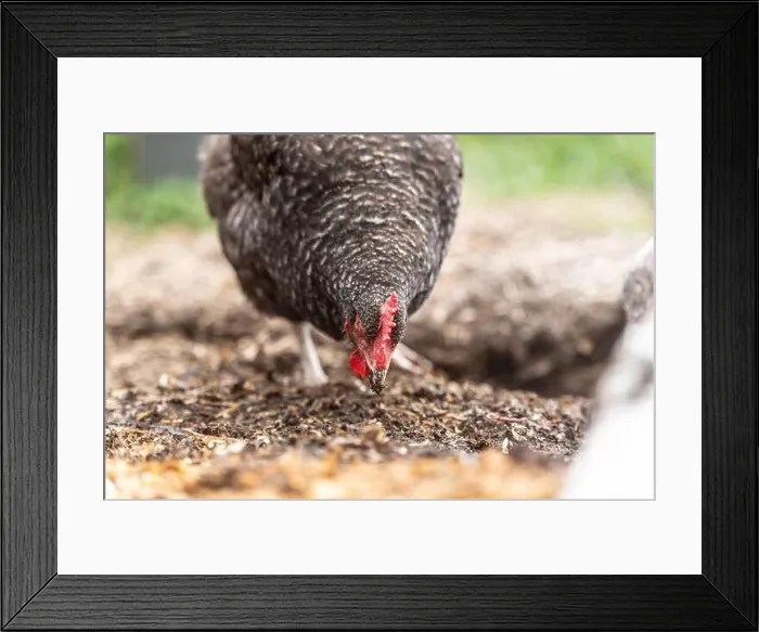 Framed Print : Maran hen scratching and pecking the soil Framed Print : Maran hen scratching and pecking the soil