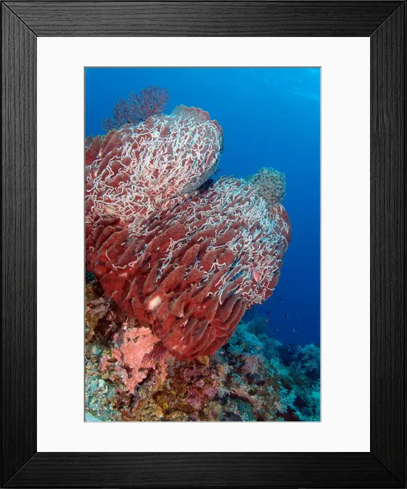 Framed Print : Giant Barrel Sponge in Raja Ampat, Pacific Ocean Framed Print : Giant Barrel Sponge in Raja Ampat, Pacific Ocean
