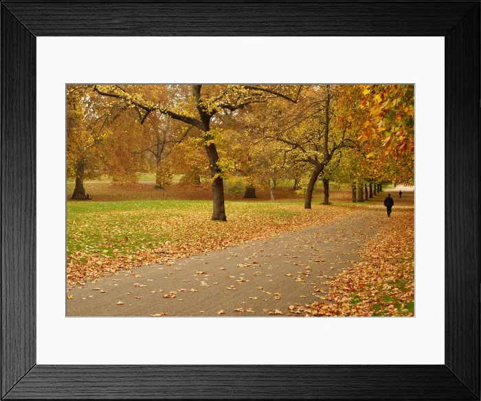 Framed Print : London Green Park in autumn Framed Print : London Green Park in autumn
