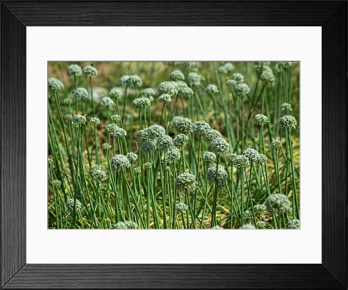 Framed Print : Onion field with Beautiful Flowers At Rural Area, Coimbatore, Tamil Nadu, India Framed Print : Onion field with Beautiful Flowers At Rural Area, Coimbatore, Tamil Nadu, India