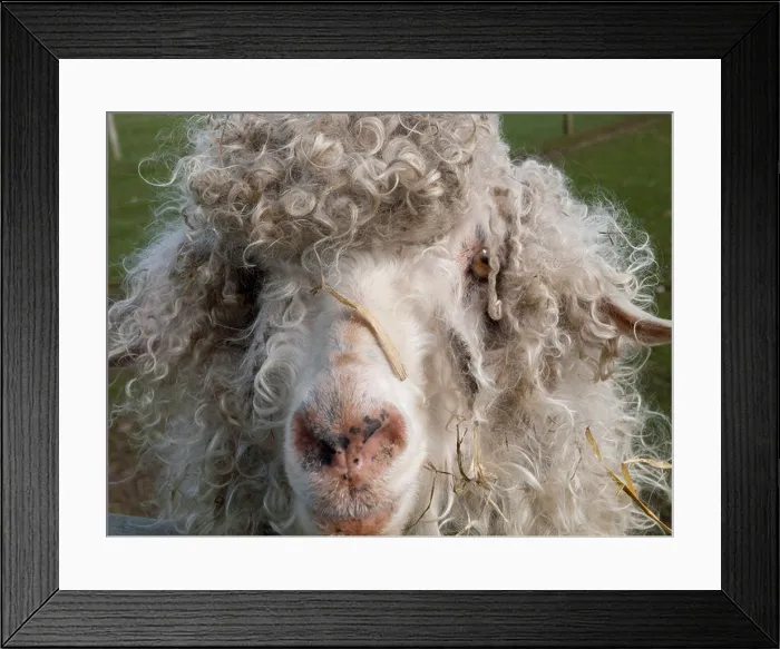 Framed Print : Close up of a long haired sheep at the White Post Farm Centre in Nottinghamshire, England UK Framed Print : Close up of a long haired sheep at the White Post Farm Centre in Nottinghamshire, England UK