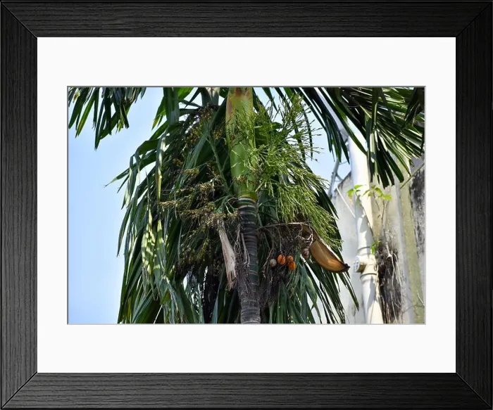 Framed Print : Areca nut or betel nut flower and fruit on the tree Framed Print : Areca nut or betel nut flower and fruit on the tree