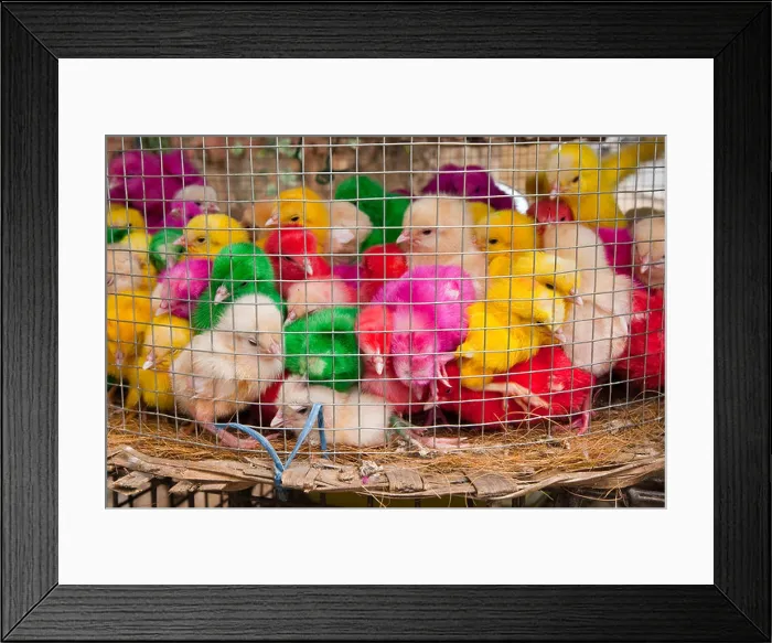 Framed Print : Multi colored chicks in a mesh basket Framed Print : Multi colored chicks in a mesh basket