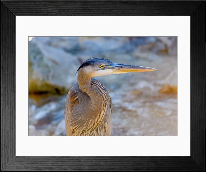 Framed Print : Great Blue Heron (Ardea herodias) Close-up Profile Framed Print : Great Blue Heron (Ardea herodias) Close-up Profile