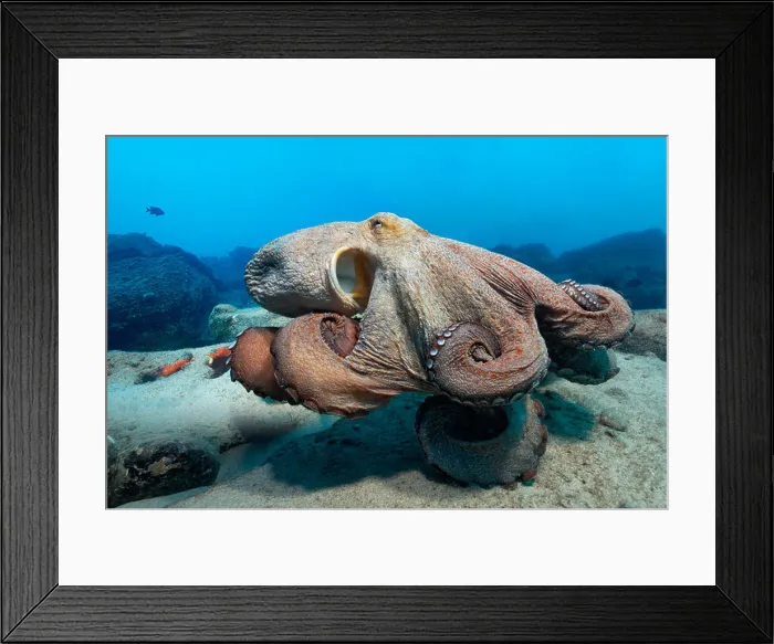 Framed Print : Common octopus (Octopus vulgaris), Morro del Jable, Fuerteventura, Canary Islands, underwater shot Framed Print : Common octopus (Octopus vulgaris), Morro del Jable, Fuerteventura, Canary Islands, underwater shot