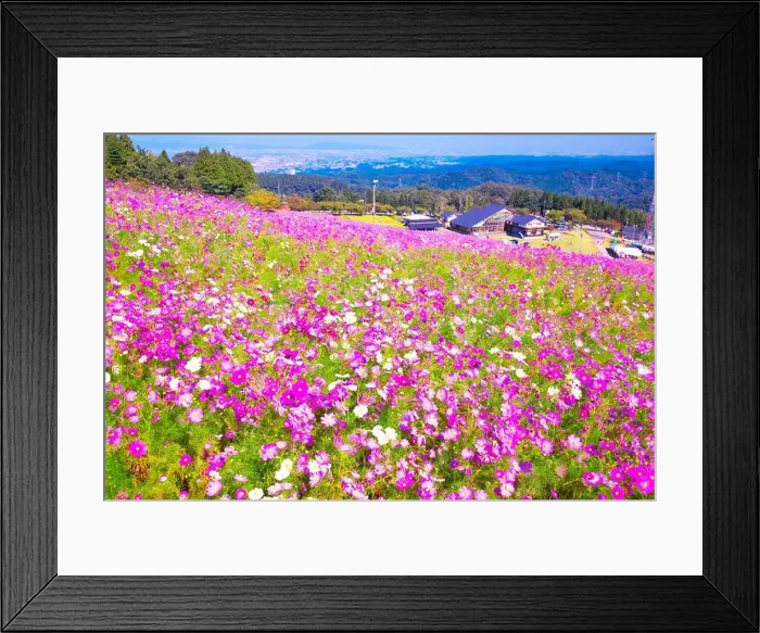 Framed Print : Tonami Yume no Hira Cosmos Watching Framed Print : Tonami Yume no Hira Cosmos Watching