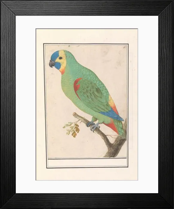 Framed Print : Blue forehead damazone. Numbered upper right: 12 Framed Print : Blue forehead damazone. Numbered upper right: 12