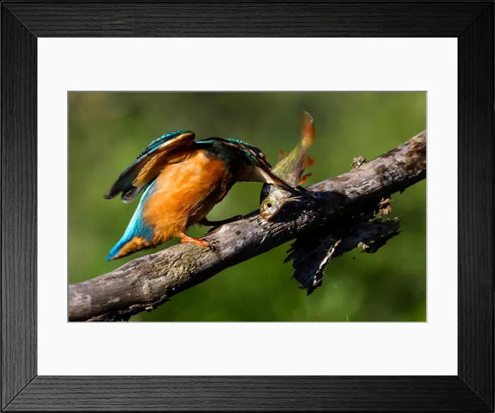 Framed Print : the kingfisher has so his fight Framed Print : the kingfisher has so his fight