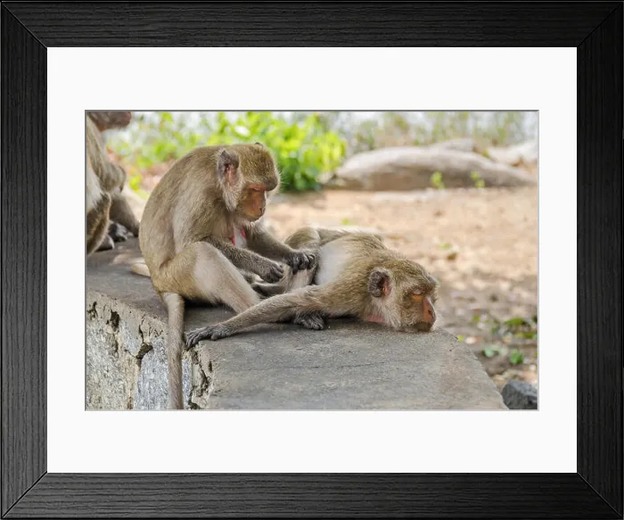 Framed Print : Rhesus macaques grooming at the bottom of the hill Wat Khao Takiap or Chopsticks Hill Framed Print : Rhesus macaques grooming at the bottom of the hill Wat Khao Takiap or Chopsticks Hill